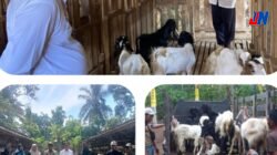 Desa Cipadang Realisasikan Dana Desa Tahap I 2025 untuk Program Ternak dan Penggemukan Kambing